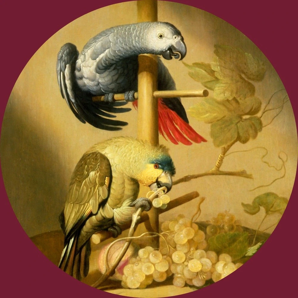 Oryginał — Papugi